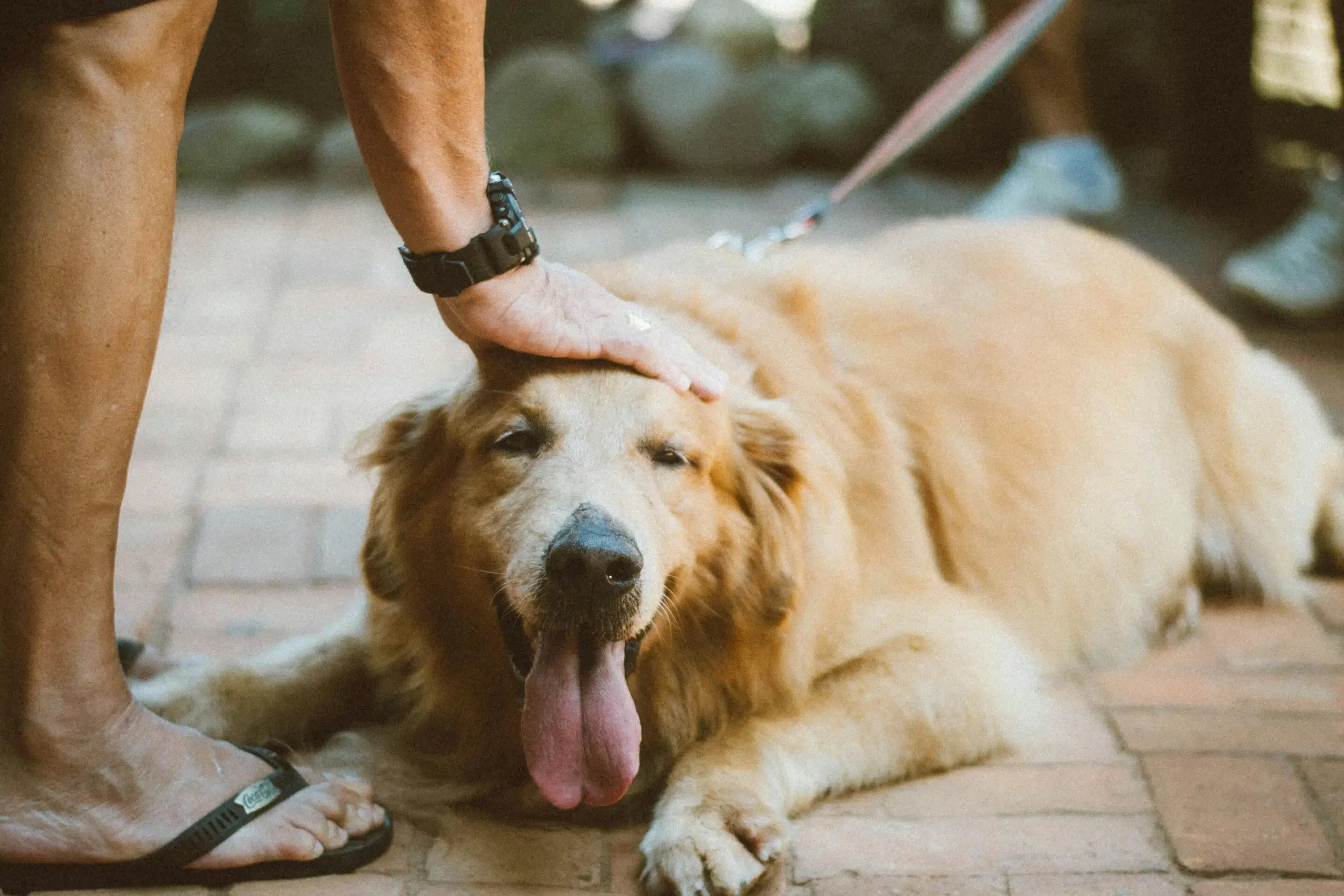 Providing for a pet in your will